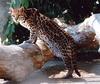 Ocelot (Leopardus pardalis) - Wiki