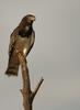 Black-chested Snake-eagle (Circaetus pectoralis) - Wiki