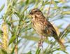 Song Sparrow (Melospiza melodia) - Wiki