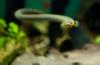 Reedfish (Erpetoichthys calabaricus) - Wiki