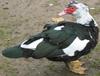 Muscovy Duck (Cairina moschata) - Wiki
