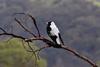 Australian Magpie (Gymnorhina tibicen) - Wiki