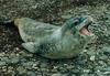 Leopard Seal (Hydrurga leptonyx) - Wiki