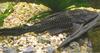 Suckermouth Catfish (Hypostomus plecostomus) - Wiki