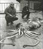 Colossal Squid (Mesonychoteuthis hamiltoni) - Wiki