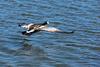 Barnacle Goose (Branta leucopsis) - Wiki