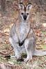 Red-necked Wallaby (Macropus rufogriseus) - Wiki