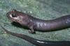 Red Hills Salamander (Phaeognathus hubrichti) - Wiki