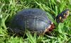 Spotted Turtle (Clemmys guttata) - Wiki