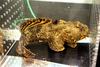 Oyster Toadfish (Opsanus tau) - Wiki