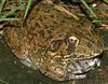 New Holland Frog (Cyclorana novaehollandiae) - Wiki