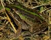 Striped Burrowing Frog (Cyclorana alboguttata) - Wiki