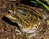 Short-footed Frog (Cyclorana brevipes) - Wiki