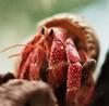 Strawberry Land Hermit Crab (Coenobita perlatus) - Wiki