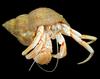 Common Hermit Crab (Pagurus bernhardus) - Wiki
