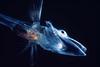 Icefish (Notothenioidei) - Wiki