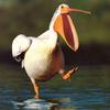 NLS-Animal Antics-Pelican