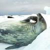 NLS-Animal Antics-seal