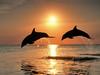 Daily Photos - Bottlenose Dolphins Jumping at Sunset Honduras