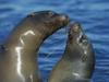 Daily Photos - Galapagos Sea Lions, Punta Espinosa Fernandina Island, Galapagos