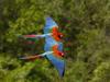 Daily Photos - Greenwing Macaws in Flight,  Brazil