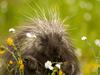 Daily Photos - Porcupine and Wildflowers, California, USA