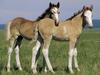 Daily Photos - Spanish Mustangs, Wyoming, USA