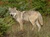 Daily Photos - Grey Wolf in Clearing Montana, USA