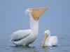 Daily Photos - A Pair of Pelicans