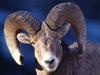 Daily Photos - Bighorn Sheep, Montana, USA