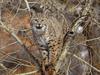 Daily Photos - Bobcat in Tree