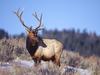 Daily Photos - Bull Elk, Yellowstone National Park, Wyoming, USA