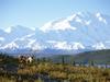 Daily Photos - Caribou and Mount McKinley Denali National Park, Alaska