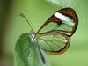 Daily Photos - Clear Wing Butterfly
