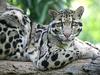 Daily Photos - Clouded Leopard, Nashville Zoo at Grassmere, Tennessee, USA