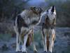 Daily Photos - Howling Mexican Wolves