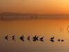 Daily Photos - Marbled Godwits, Salton Sea, California, USA