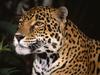 Daily Photos - Profile of a Jaguar