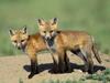 Daily Photos - Red Fox Cubs