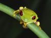 Daily Photos - Red-Eyed Treefrog