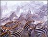 [LRS Animals In Art] lrsAA001 Banovich John - Explosion (Zebras)