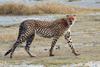 Cheetah (Acinonyx jubatus) - Wiki