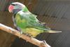 Derbyan Parakeet (Psittacula derbiana) - Wiki