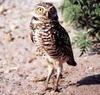 Burrowing Owl (Athene cunicularia) - Wiki