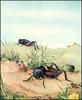 [LRS Animals In Art] lrsAA049 Detmold Edward J - Field Cricket