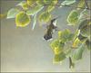 [LRS Animals In Art] lrsAA22 Bateman Robert - Female Ruby Throated Hummingbird