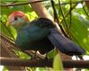 Red-crested Turaco (Tauraco erythrolophus) - Wiki