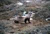 Black-footed Ferret (Mustela nigripes) - Wiki