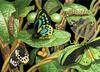 native dutchman's pipe vine,pupa,richmonds birdwing caterpillar & butterflies