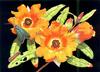 orange guinea flower,forester caterpillar & moth